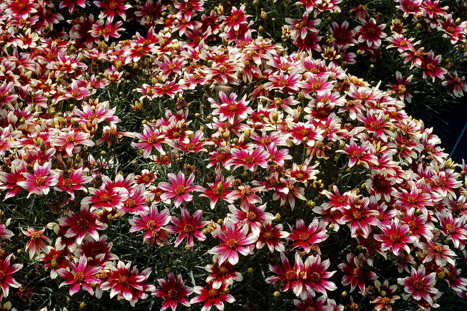 Sunstar™ Rose