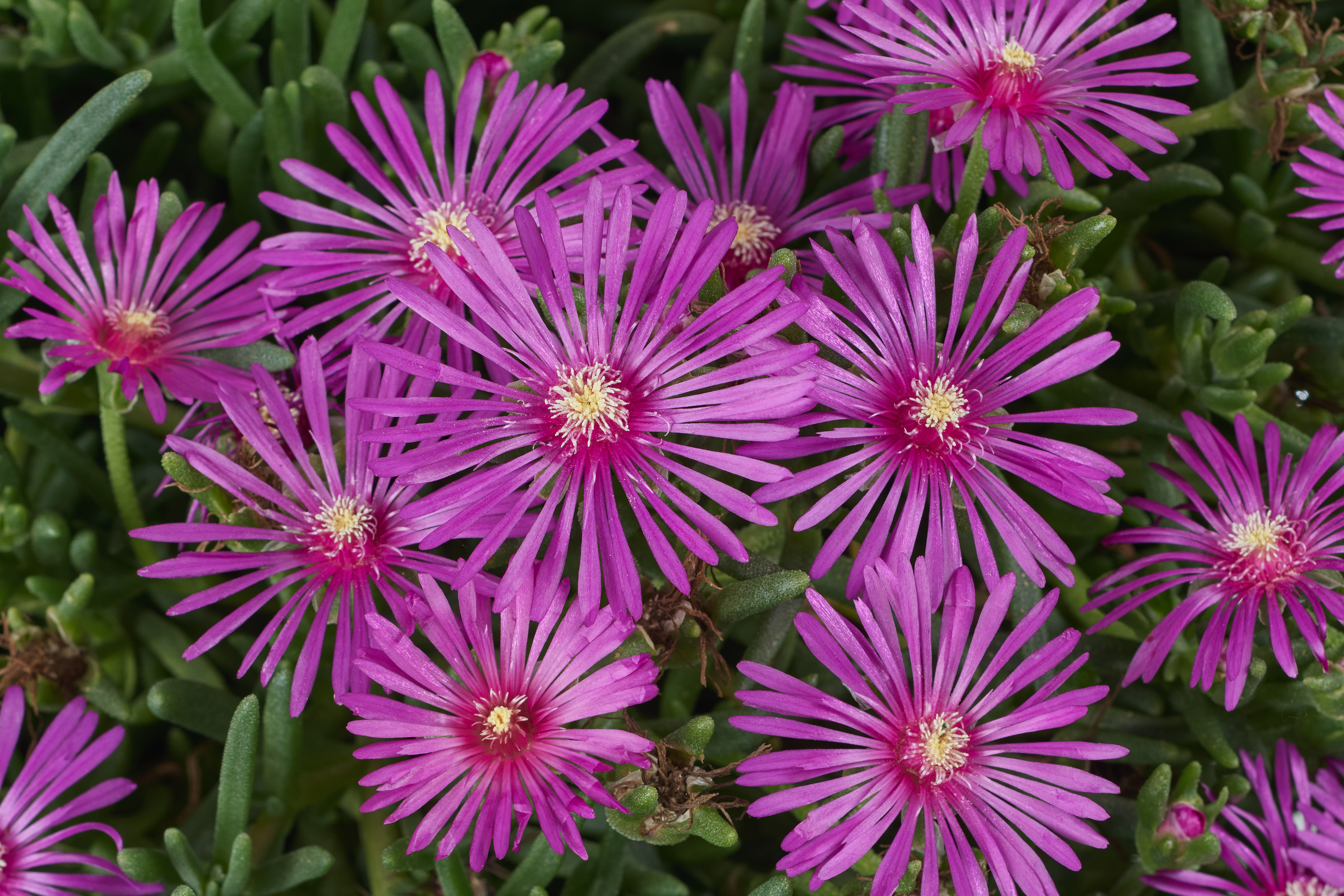 Early Bird™ Purple