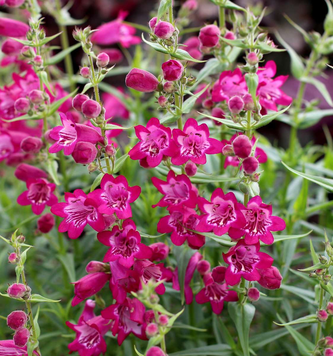 Harlequin™ Magenta
