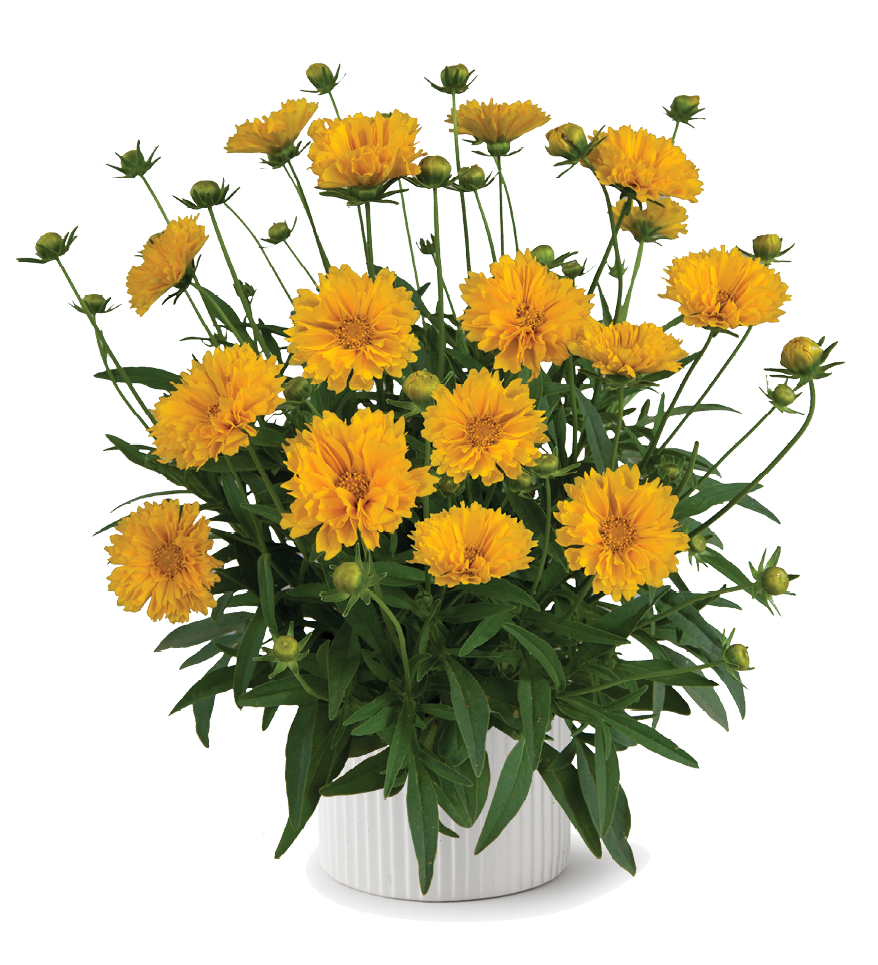 Solanna™ Golden Crown