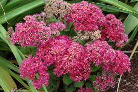 More Sedum telephium varieties