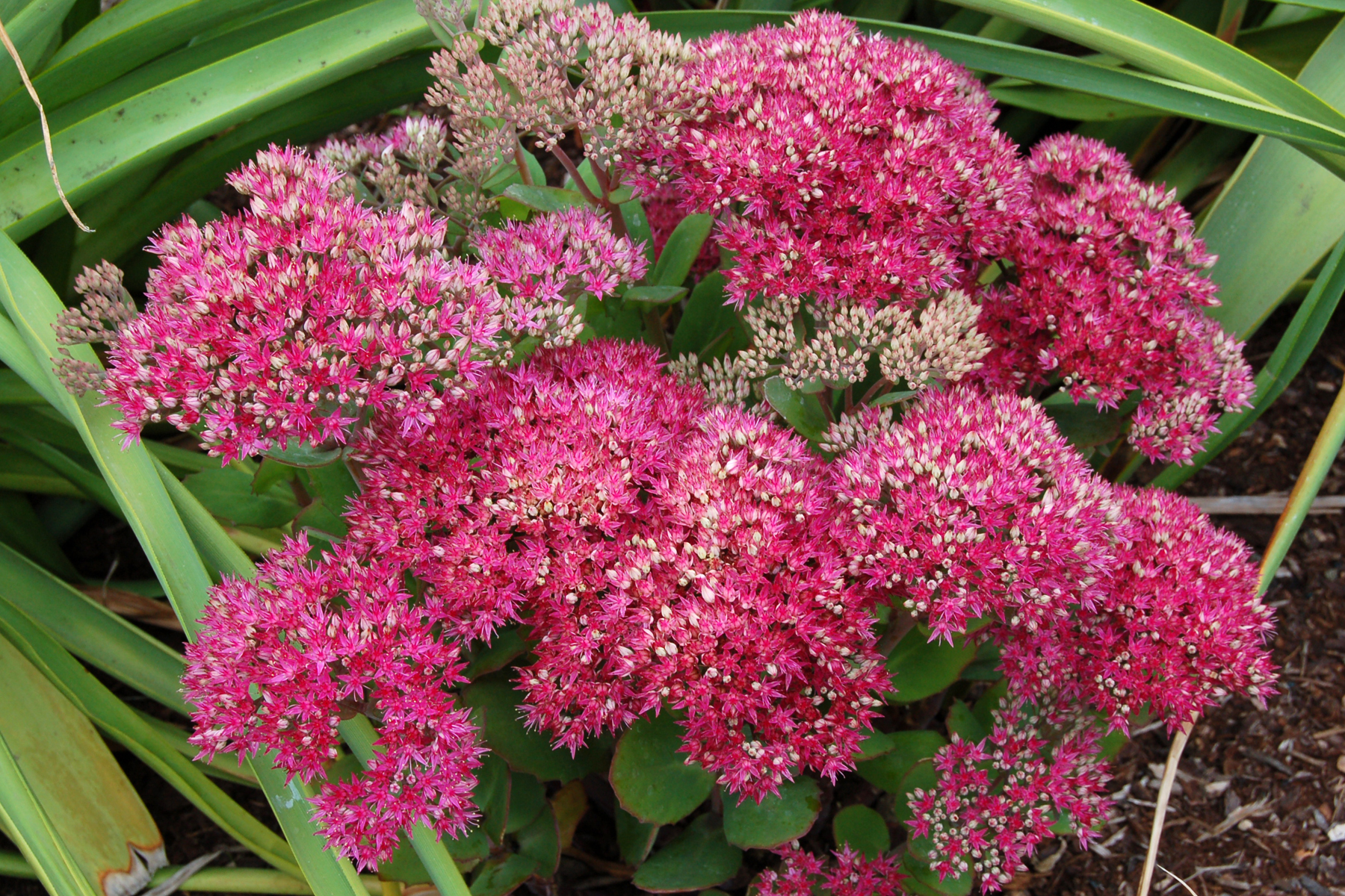 More Sedum telephium varieties