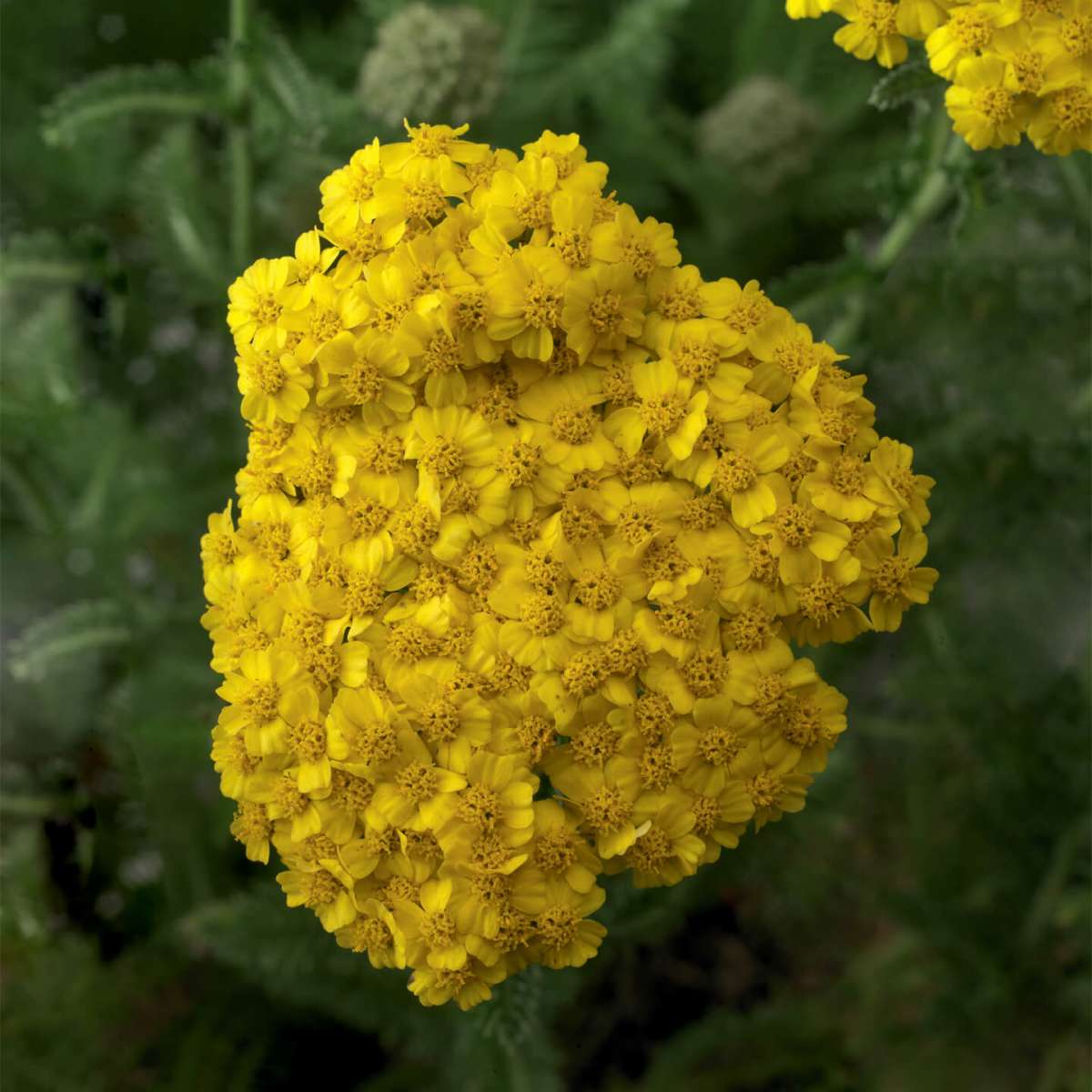 Desert Eve™ Yellow