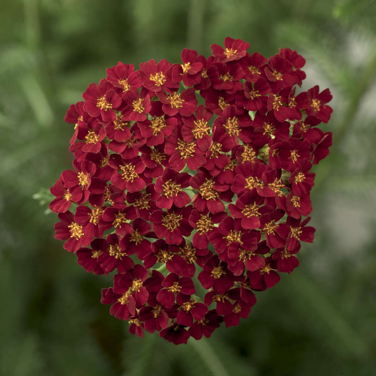 Desert Eve™ Red
