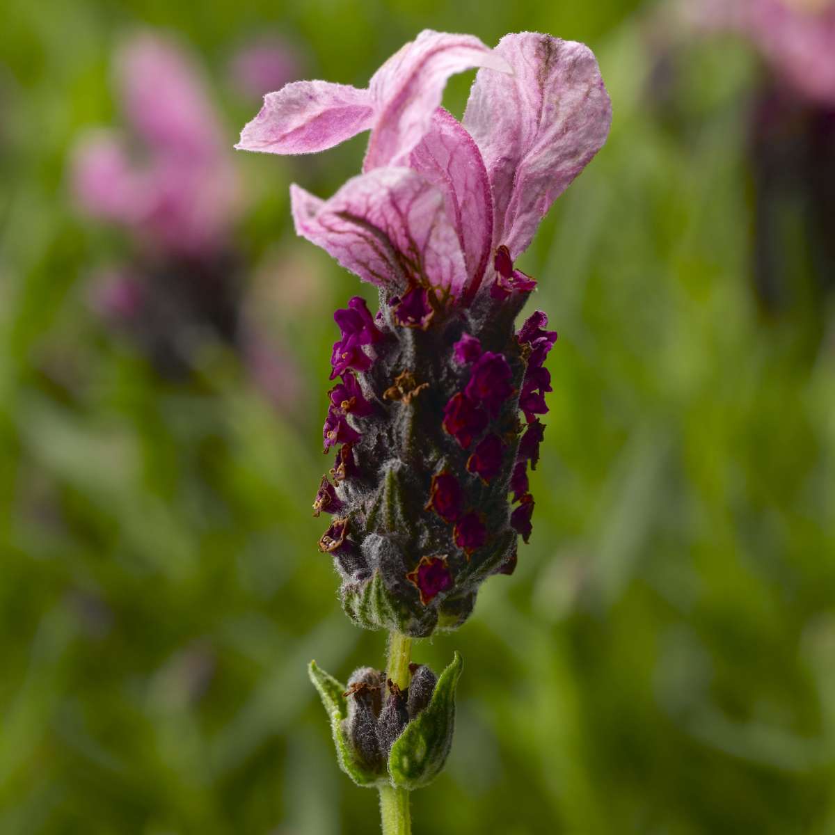 Javelin Forte Deep Rose