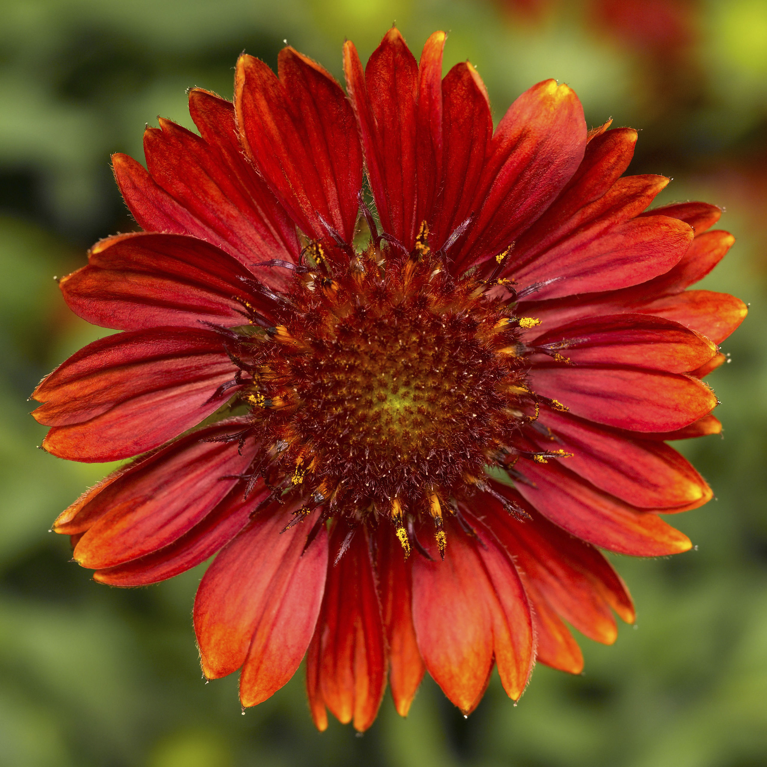 Sunrita® Burgundy Imp.