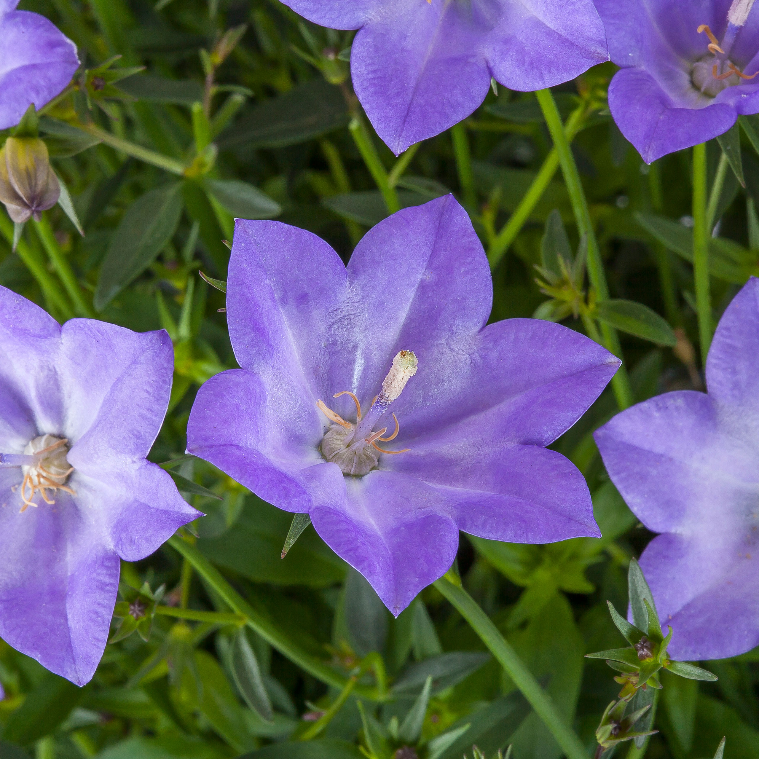 Cariboo™ Blue