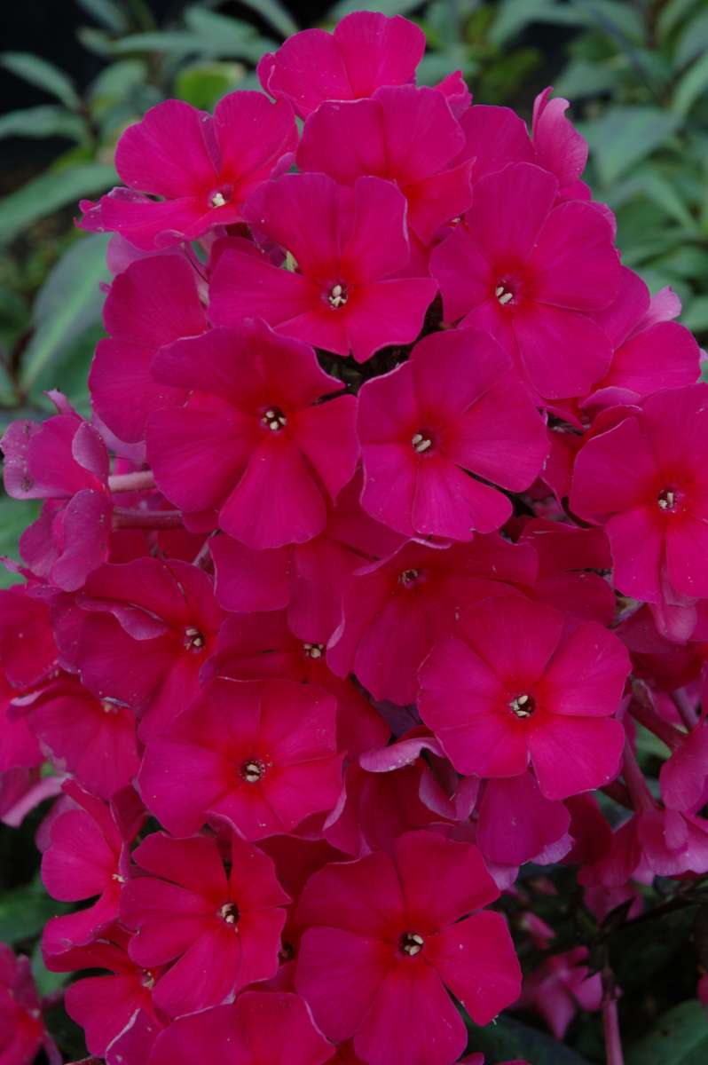 Sweet Summer® Red