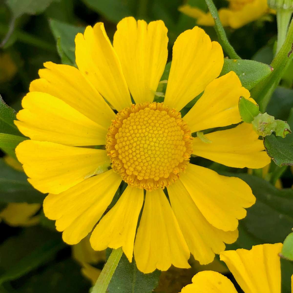 HayDay™ Yellow