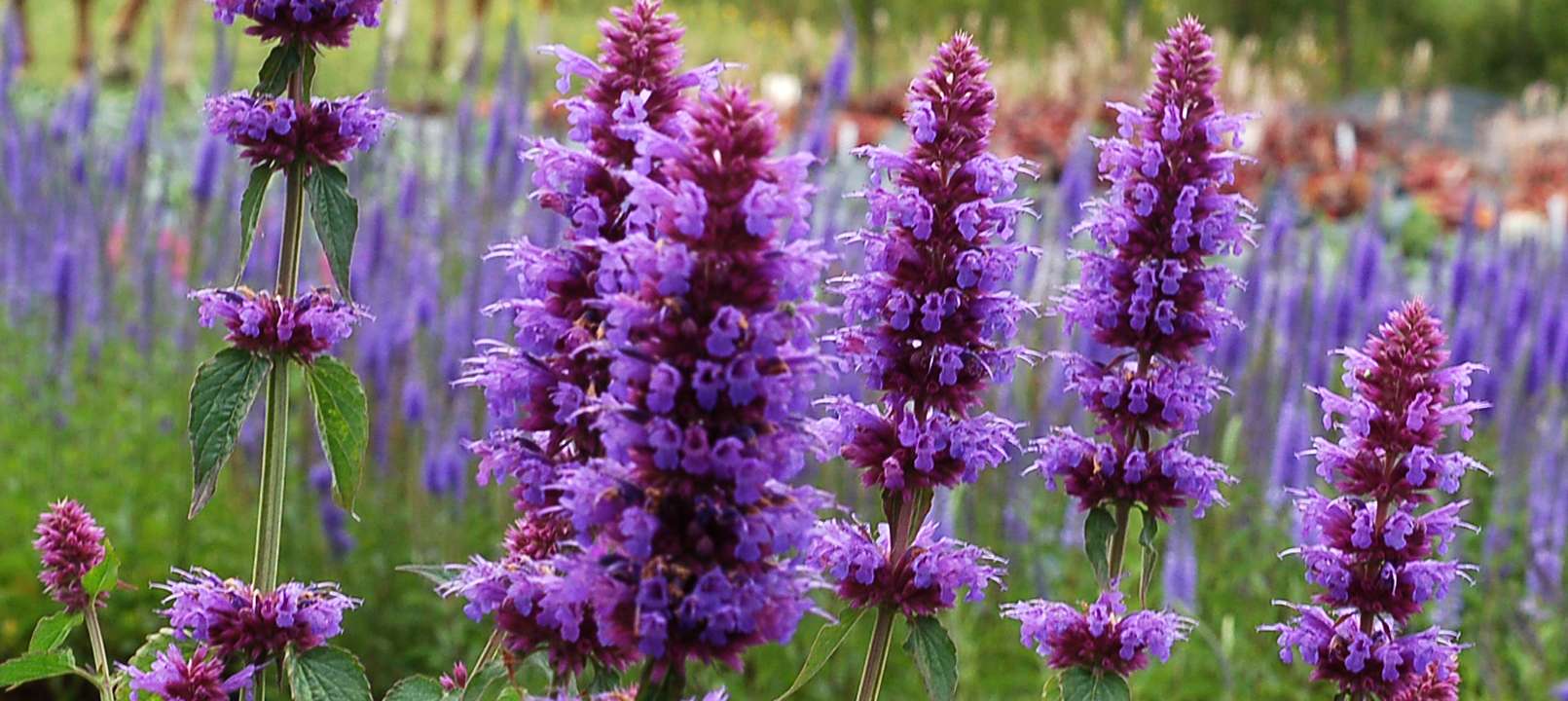 More Agastache varieties