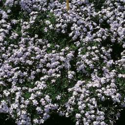 Emerald Cushion Blue