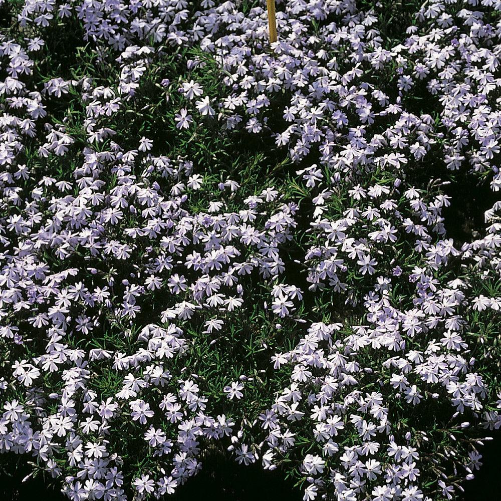 Emerald Cushion Blue