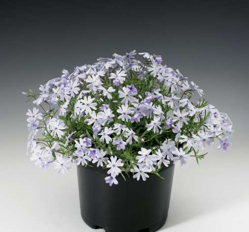 Emerald Cushion Blue