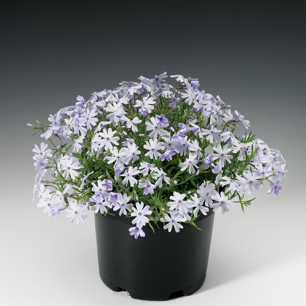 Emerald Cushion Blue