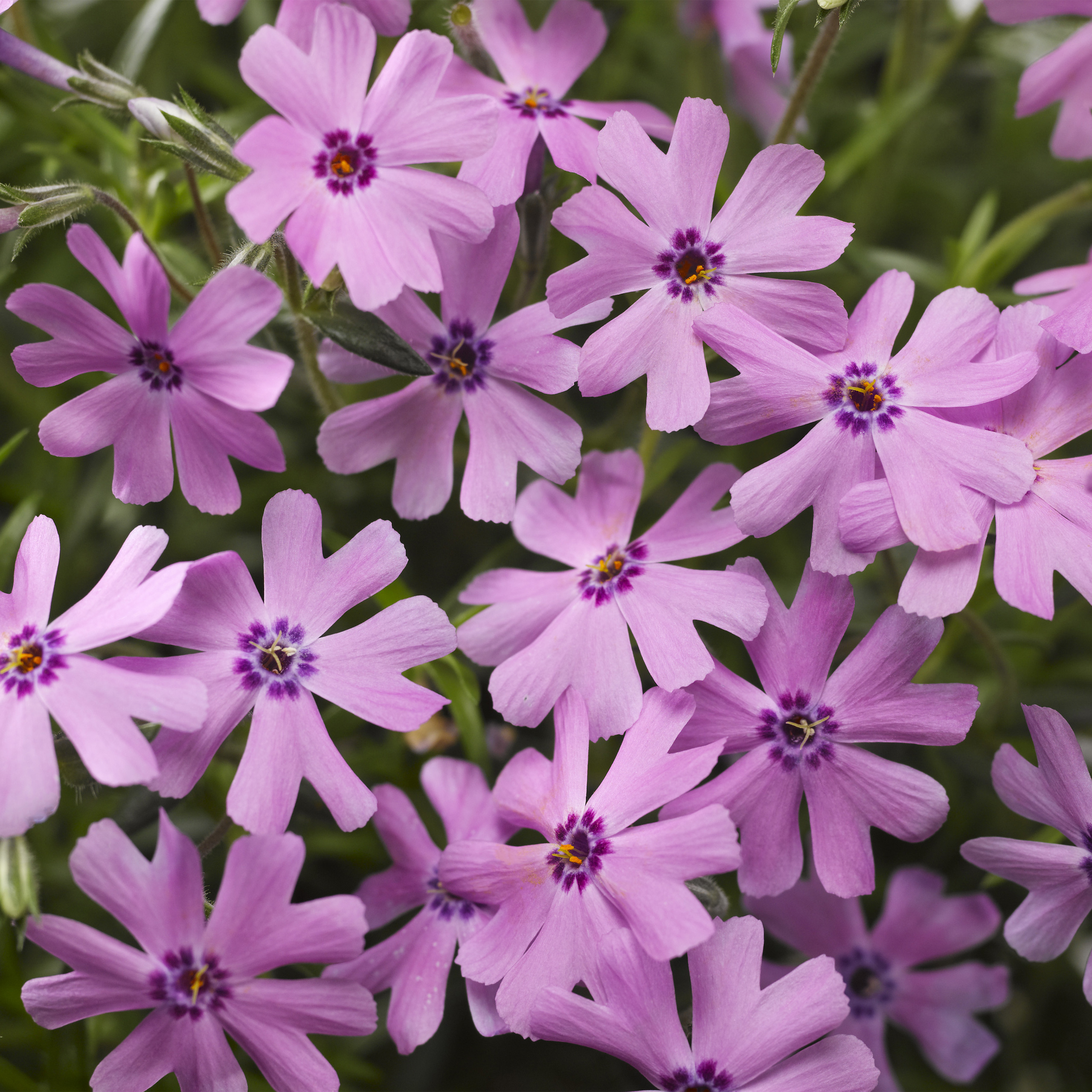 More Phlox varieties