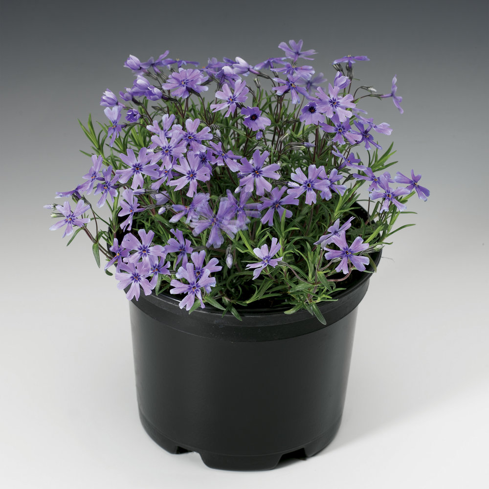 Purple Beauty