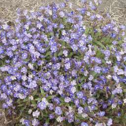 Georgia Blue