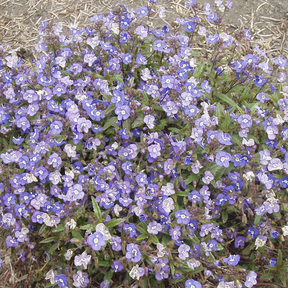 Georgia Blue