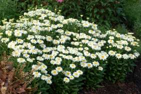 More Leucanthemum x superbum varieties