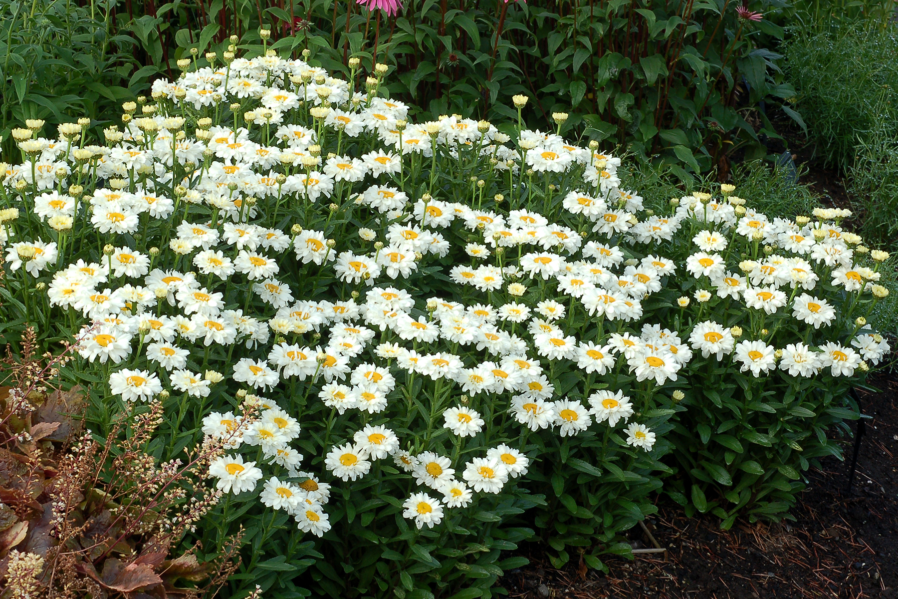 More Leucanthemum x superbum varieties