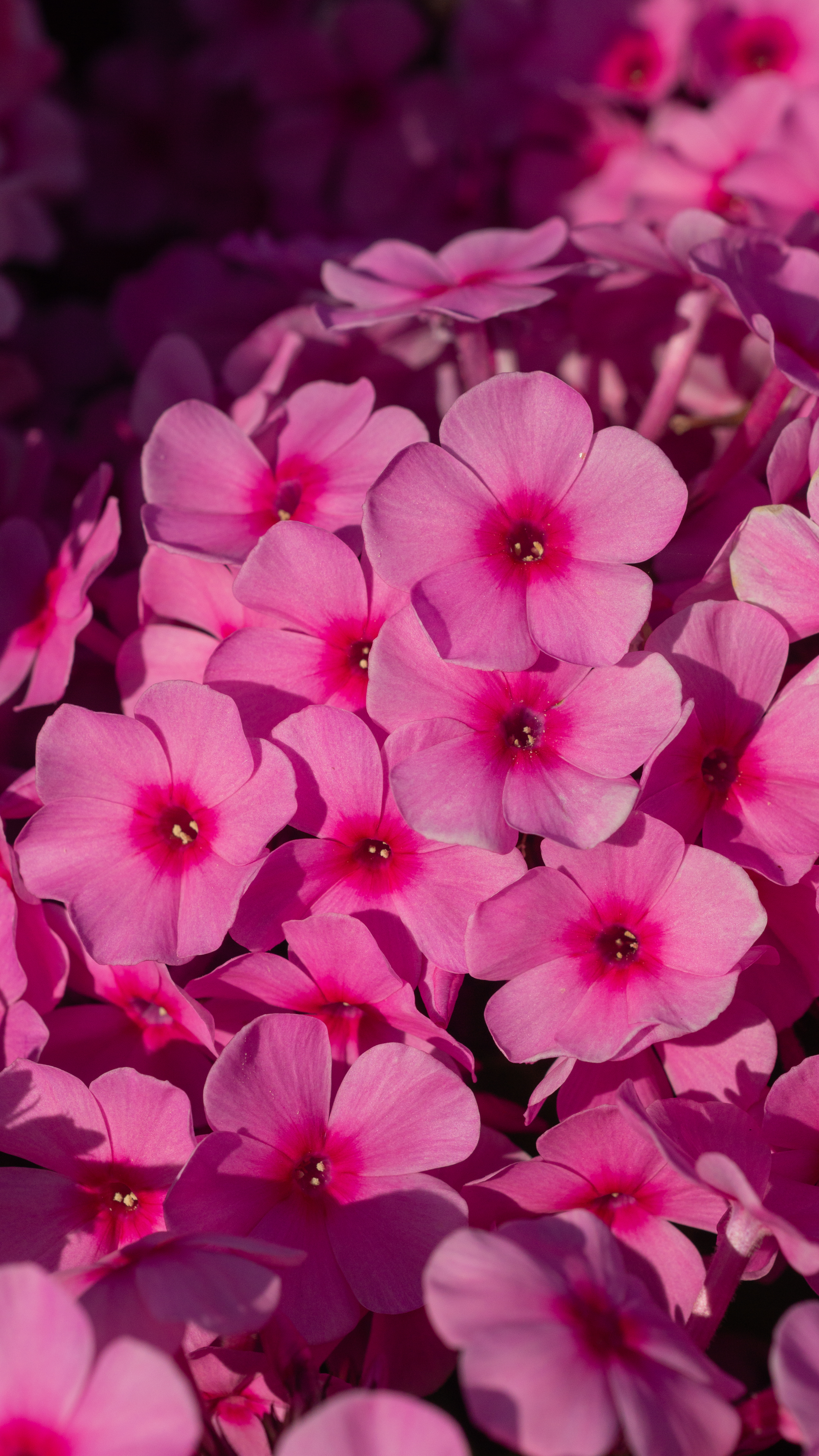 FAMOUS™ LIGHT PINK