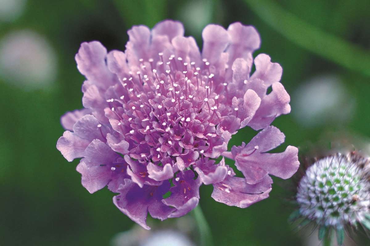 VIVID VIOLET