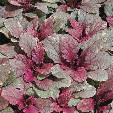 Burgundy Glow