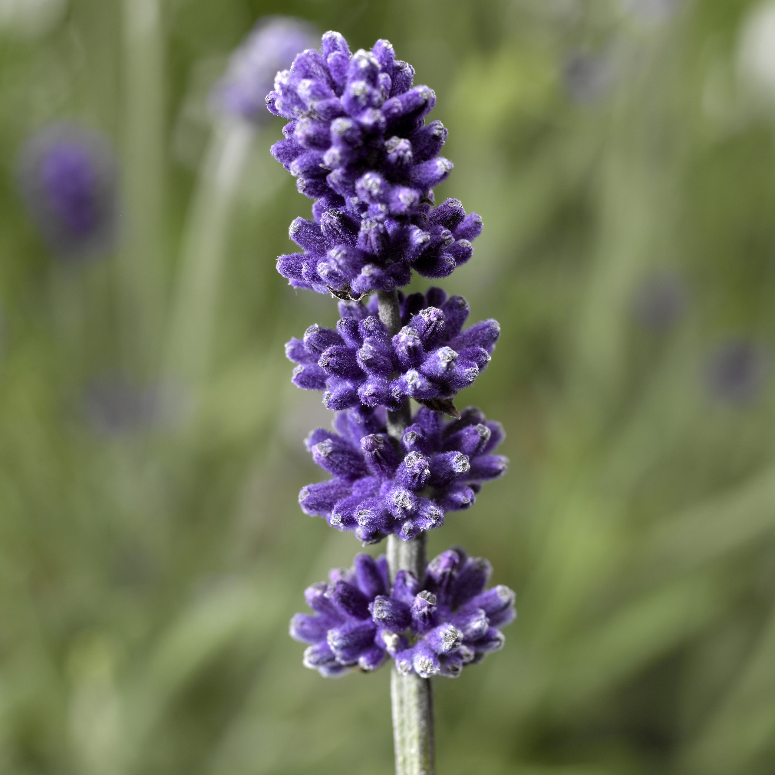Sentivia™ Blue