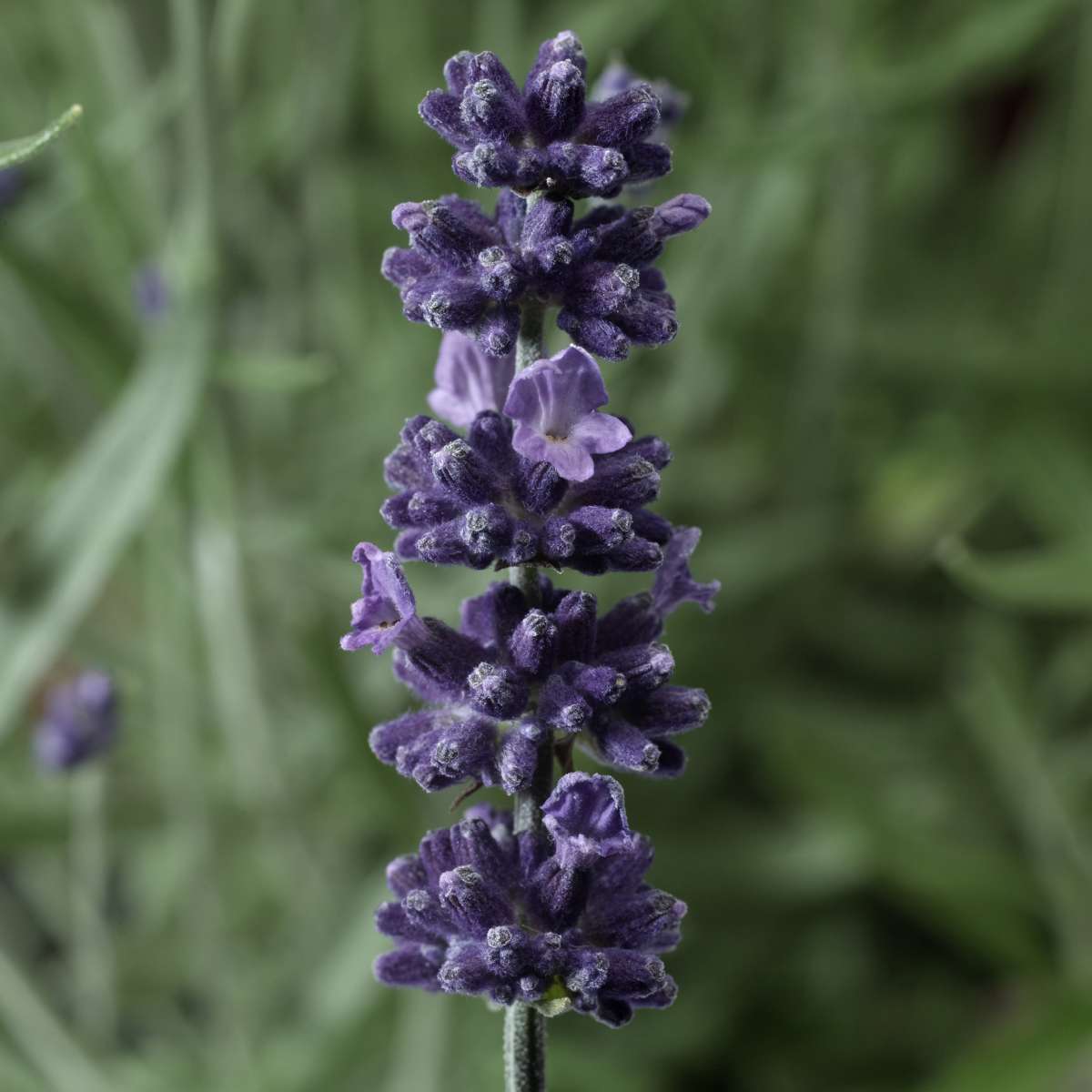 Sentivia™ Early Blue