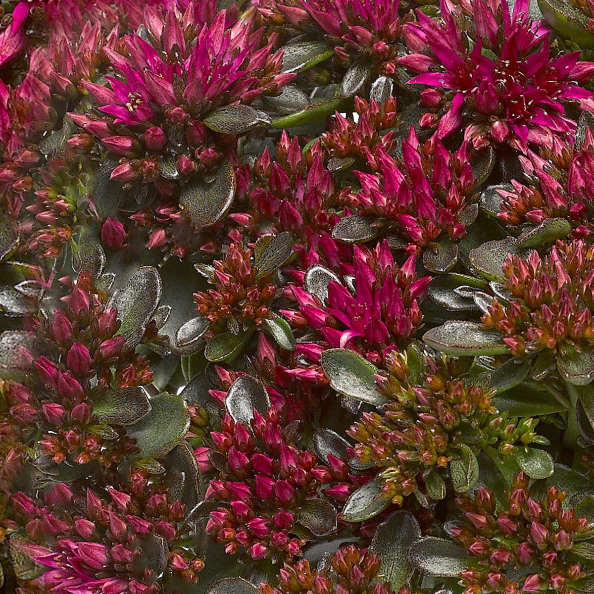Spot On™ Deep Rose