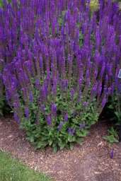 More Salvia nemorosa varieties