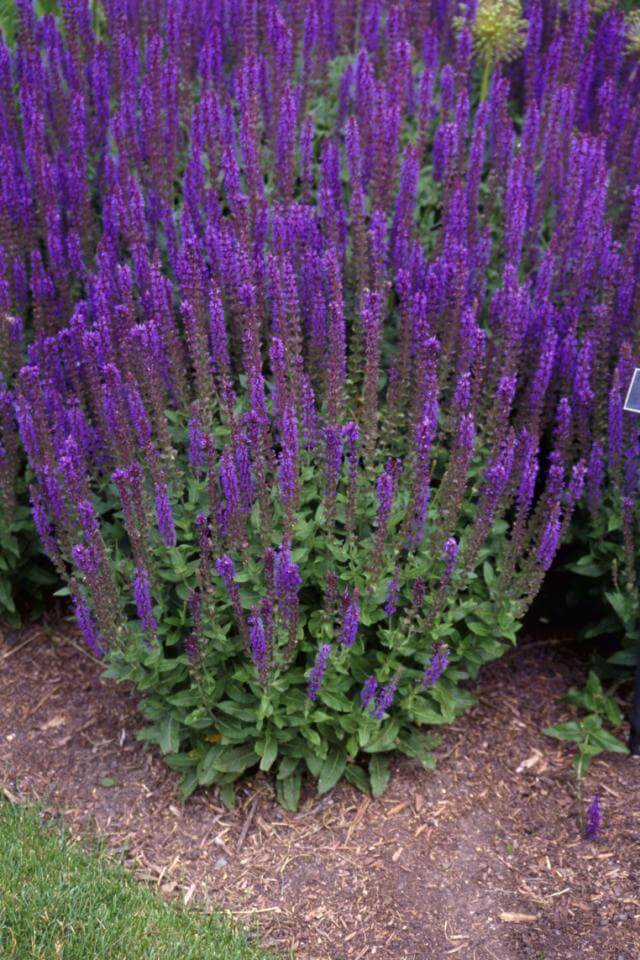 More Salvia nemorosa varieties
