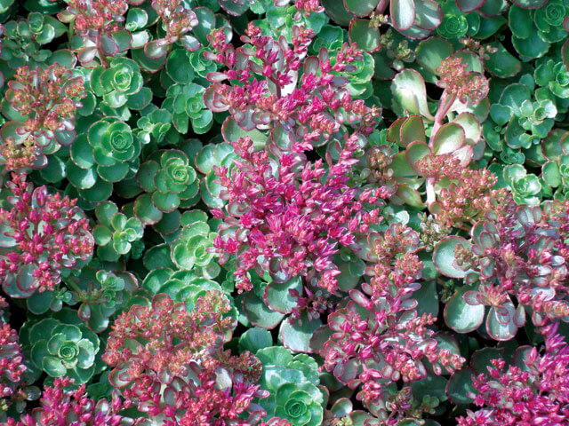 Dragons Blood