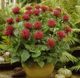 Monarda ‘Fireball’