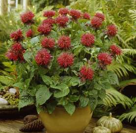 Monarda ‘Fireball’