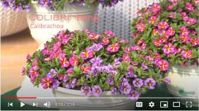 COLIBRI™ Series