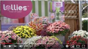 LOLLIES™ series