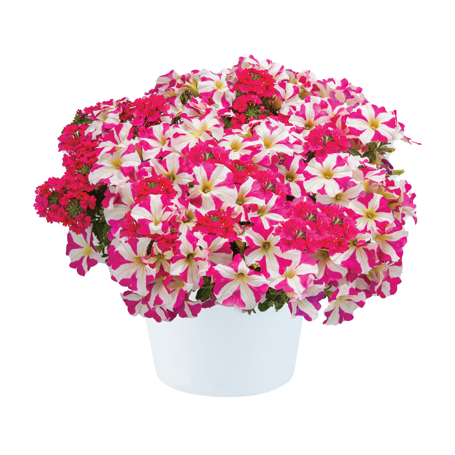 Durabella™ 2 Plant Combination