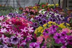 More Varieties
