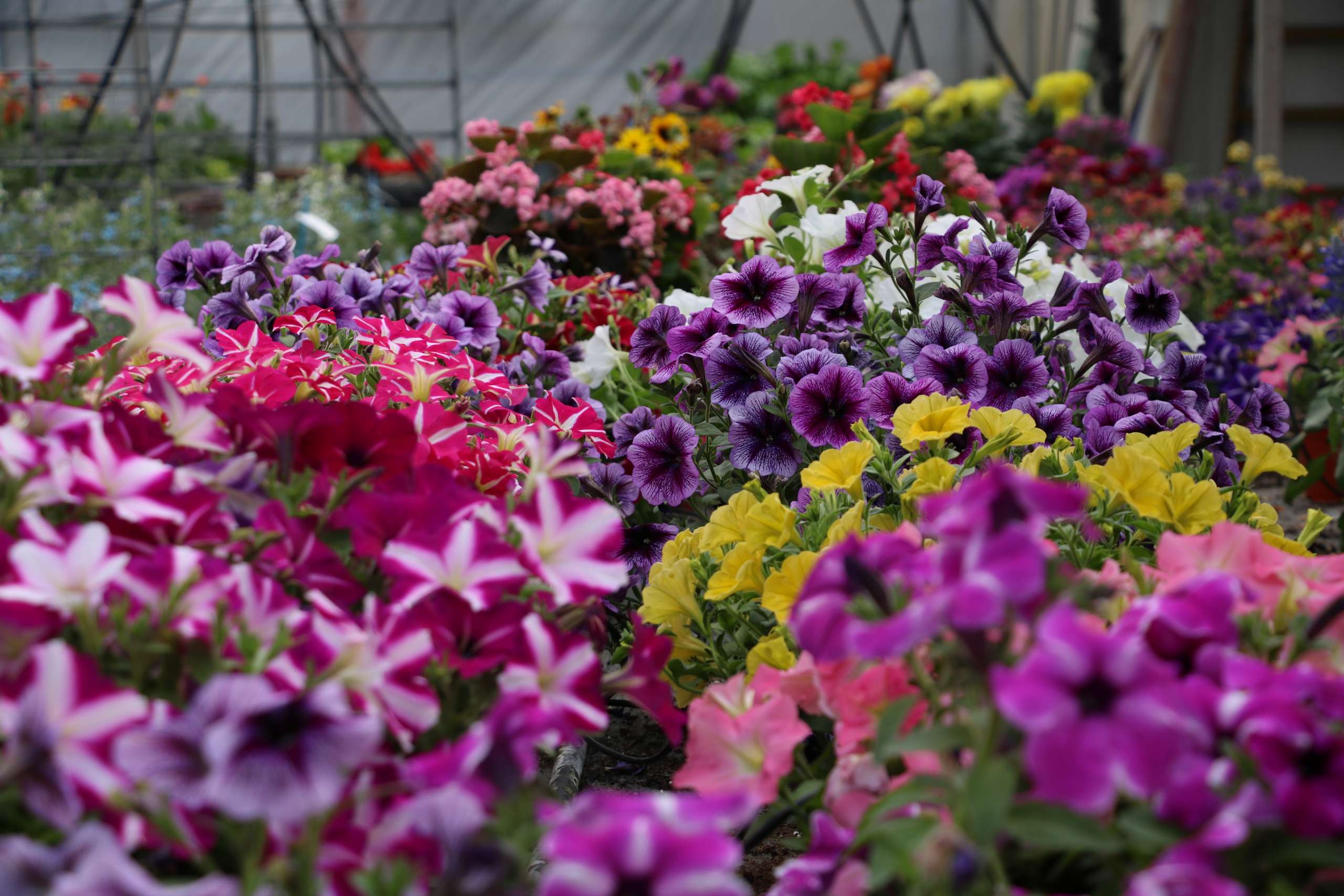 More Varieties