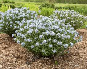 More Amsonia varieties