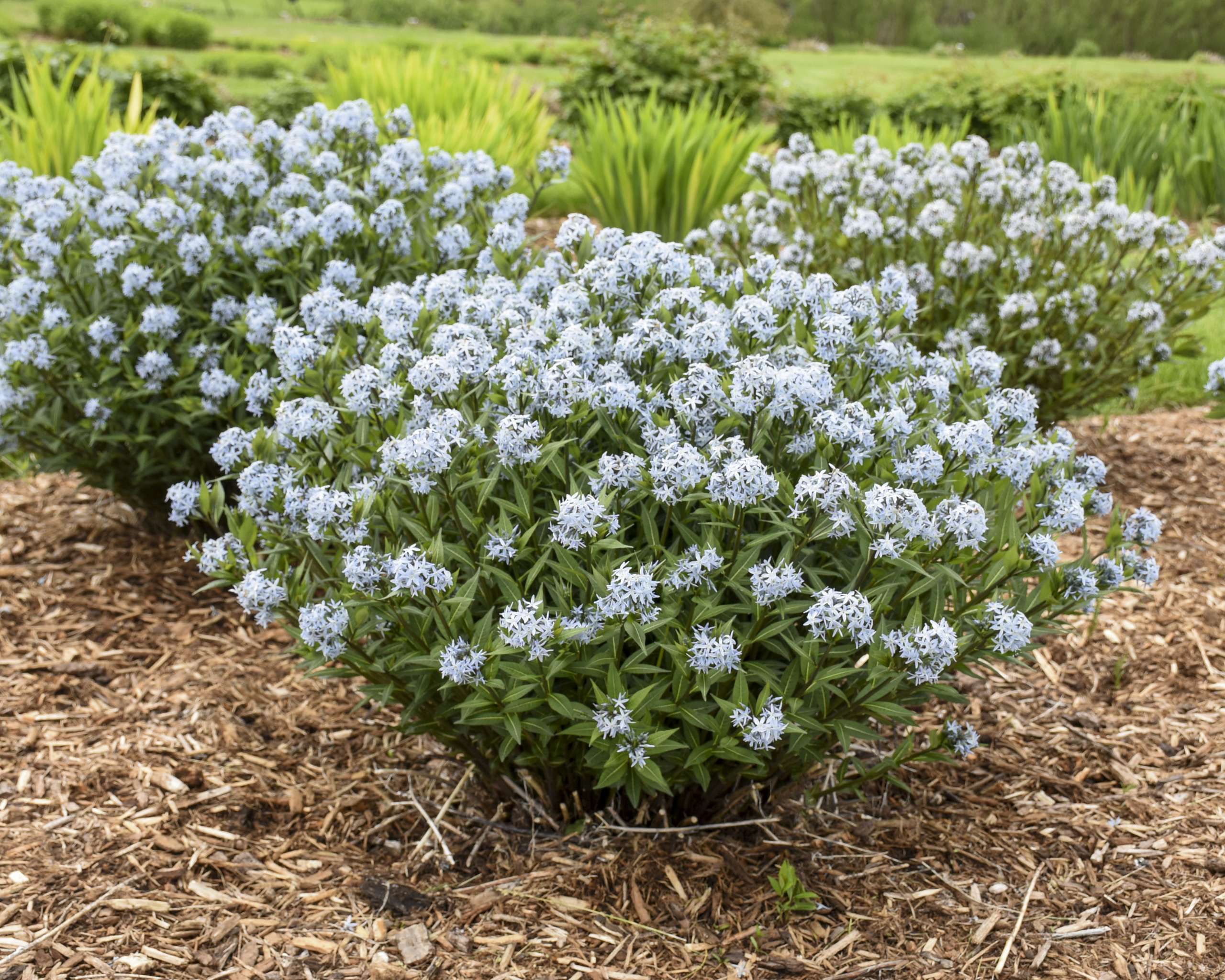 More Amsonia varieties