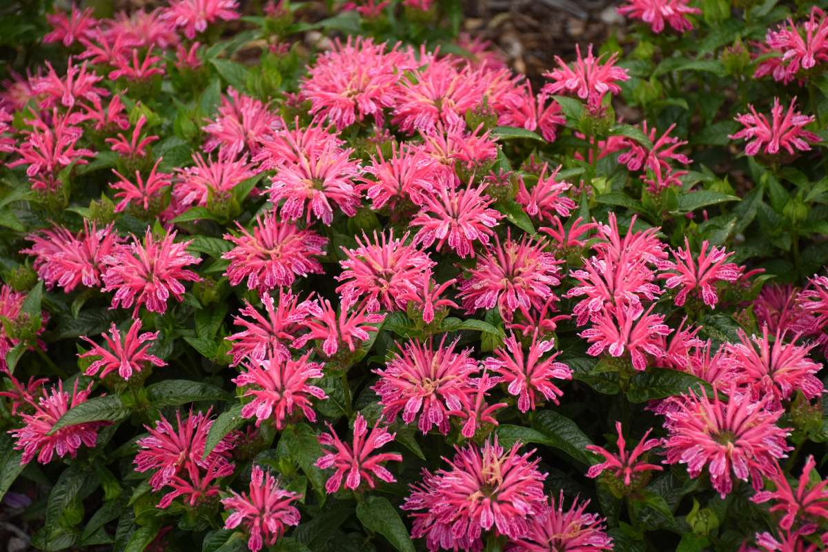 Leading Lady Pink