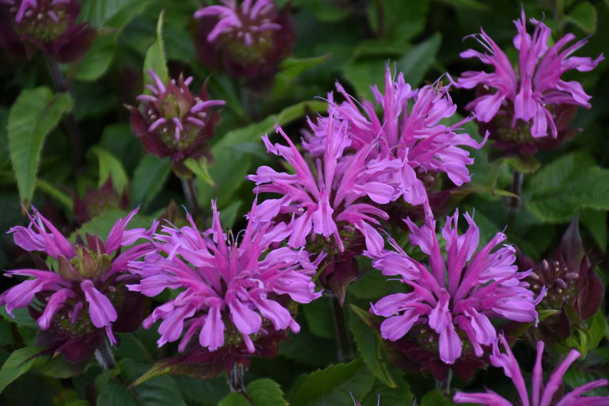 Pardon My Lavender II