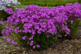 OPENING ACT series