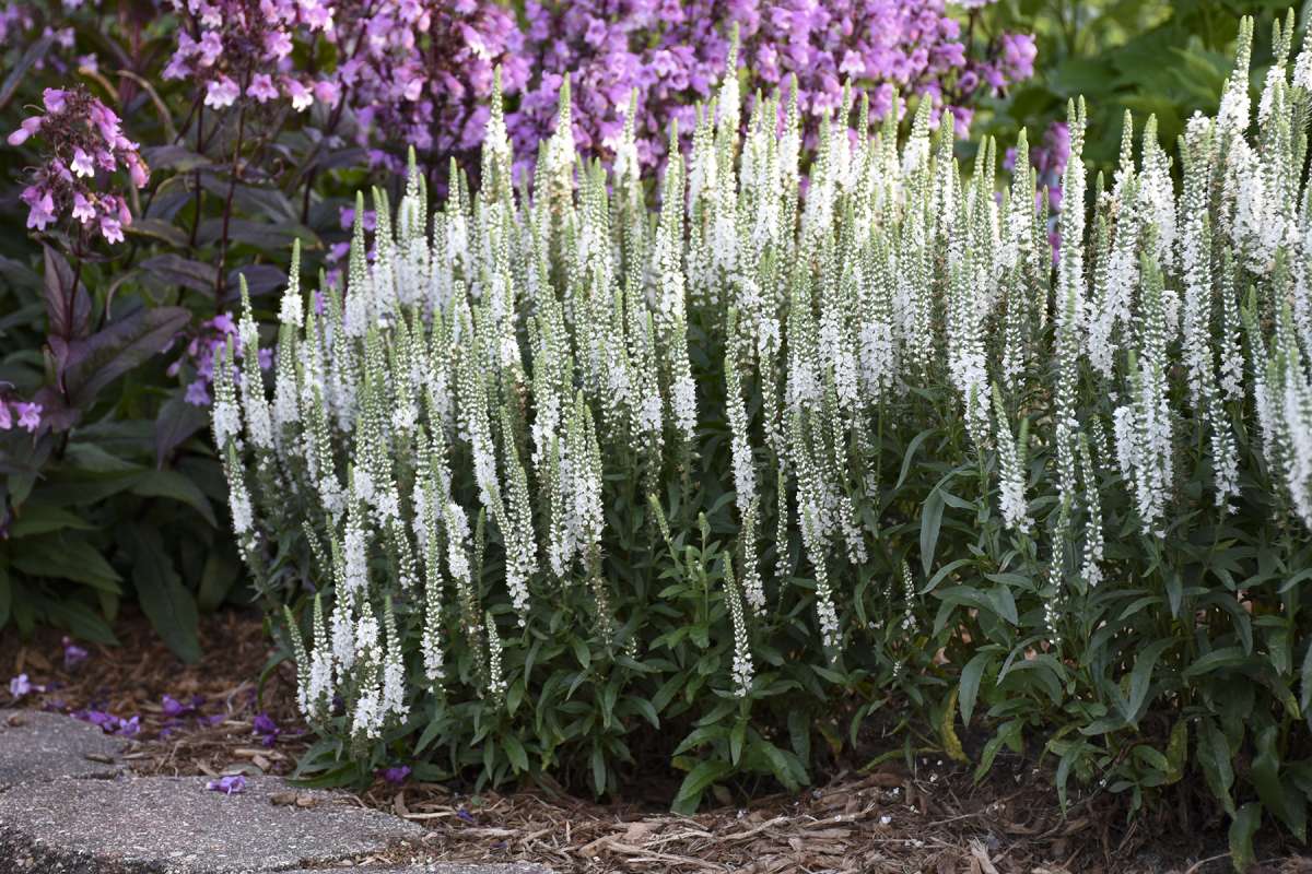 White Wands