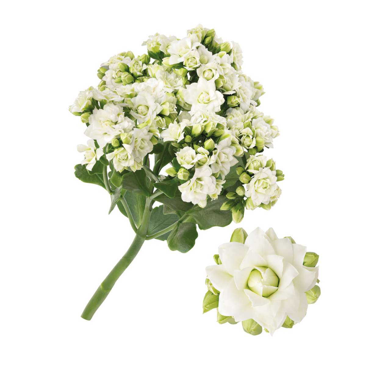 KALANCHOE CUTFLOWERS™ WHITE