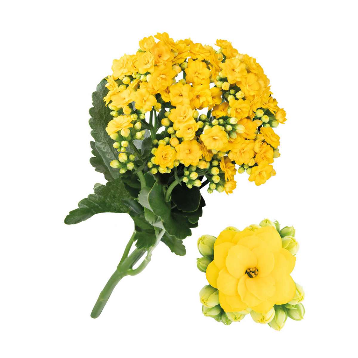 KALANCHOE CUTFLOWERS™ YELLOW