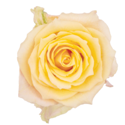 SENTI® ALQUIMIA COLOMBIA