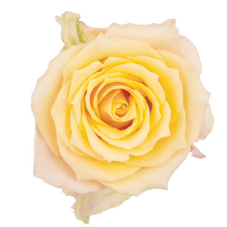 SENTI® ALQUIMIA COLOMBIA